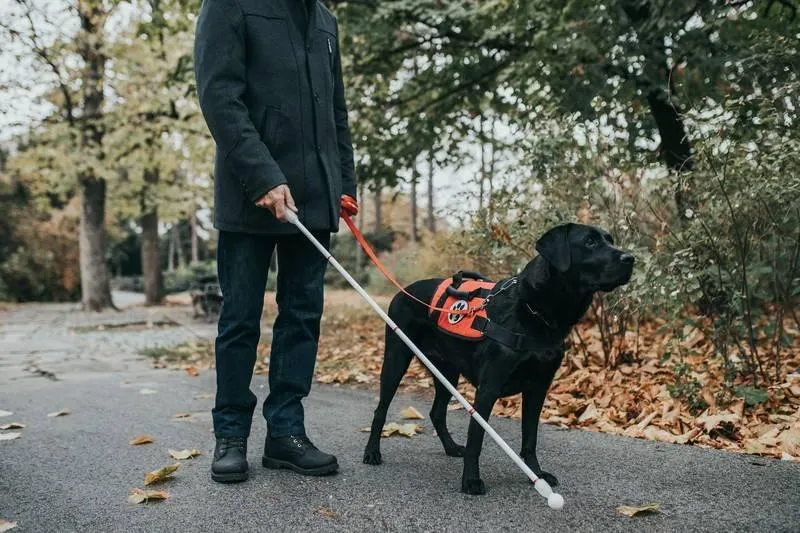 The Versatile Dog Vest A Must-Have for Every Canine Companion