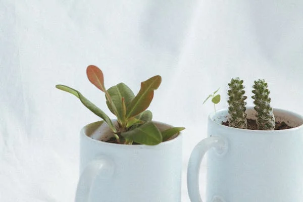 Incorporating Indoor Gardens into Your Home Decor